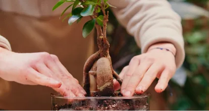 Hands tending a bonsai tree